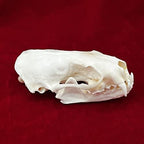 Taxidermy Real Animals Skulls, Real Bones Specimen, Taxidermy Supplies for Science Education, Special Gift (Mink Skull)