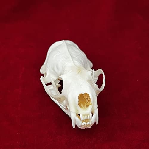 Taxidermy Real Animals Skulls, Real Bones Specimen, Taxidermy Supplies for Science Education, Special Gift (Mink Skull)