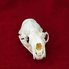 Taxidermy Real Animals Skulls, Real Bones Specimen, Taxidermy Supplies for Science Education, Special Gift (Mink Skull)