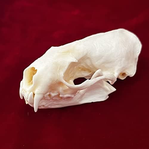 Taxidermy Real Animals Skulls, Real Bones Specimen, Taxidermy Supplies for Science Education, Special Gift (Mink Skull)