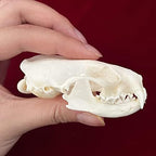 Taxidermy Real Animals Skulls, Real Bones Specimen, Taxidermy Supplies for Science Education, Special Gift (Mink Skull)