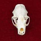 Taxidermy Real Animals Skulls, Real Bones Specimen, Taxidermy Supplies for Science Education, Special Gift (Mink Skull)