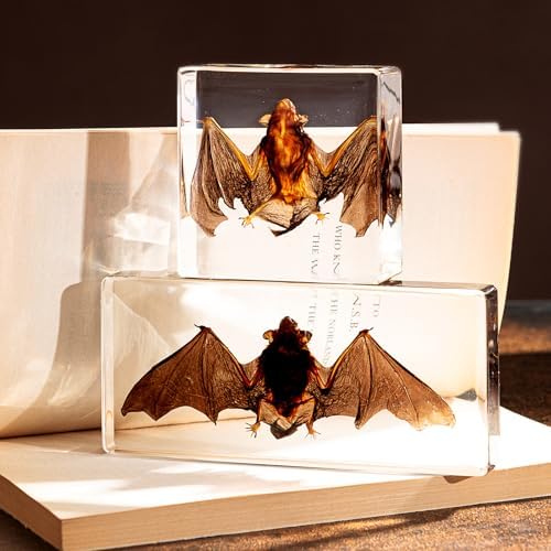Taxidermy Bat - Real Bat Specimen in Resin for Science Classroom and Educational Displays, Real Bat Specimen in Resin (5.5 x 2.5 x 0.7 inch)
