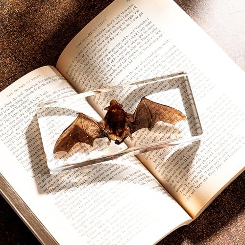 Taxidermy Bat - Real Bat Specimen in Resin for Science Classroom and Educational Displays, Real Bat Specimen in Resin (5.5 x 2.5 x 0.7 inch)