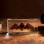 Taxidermy Bat - Real Bat Specimen in Resin for Science Classroom and Educational Displays, Real Bat Specimen in Resin (5.5 x 2.5 x 0.7 inch)