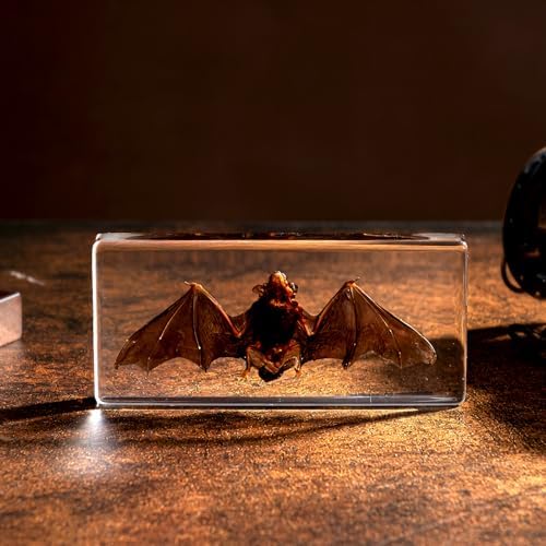 Taxidermy Bat - Real Bat Specimen in Resin for Science Classroom and Educational Displays, Real Bat Specimen in Resin (5.5 x 2.5 x 0.7 inch)
