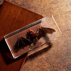 Taxidermy Bat - Real Bat Specimen in Resin for Science Classroom and Educational Displays, Real Bat Specimen in Resin (5.5 x 2.5 x 0.7 inch)