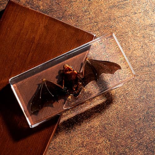 Taxidermy Bat - Real Bat Specimen in Resin for Science Classroom and Educational Displays, Real Bat Specimen in Resin (5.5 x 2.5 x 0.7 inch)