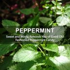 ROSE COTTAGE Large 12 Packs Peppermint Hanging Closet Deodorizer Air Freshener - Image 5