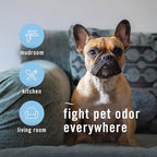 Febreze Air Mist Air Freshener Spray, Odor-Fighting Room Spray, Air Fresheners - Image 4
