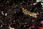 Compostic Home Compostable Trash Bags, 13 Gallon Tall Kitchen Rubbish Bags - Image 8
