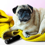 Flint Classic Black Retractable Mini Lint Roller - Image 9